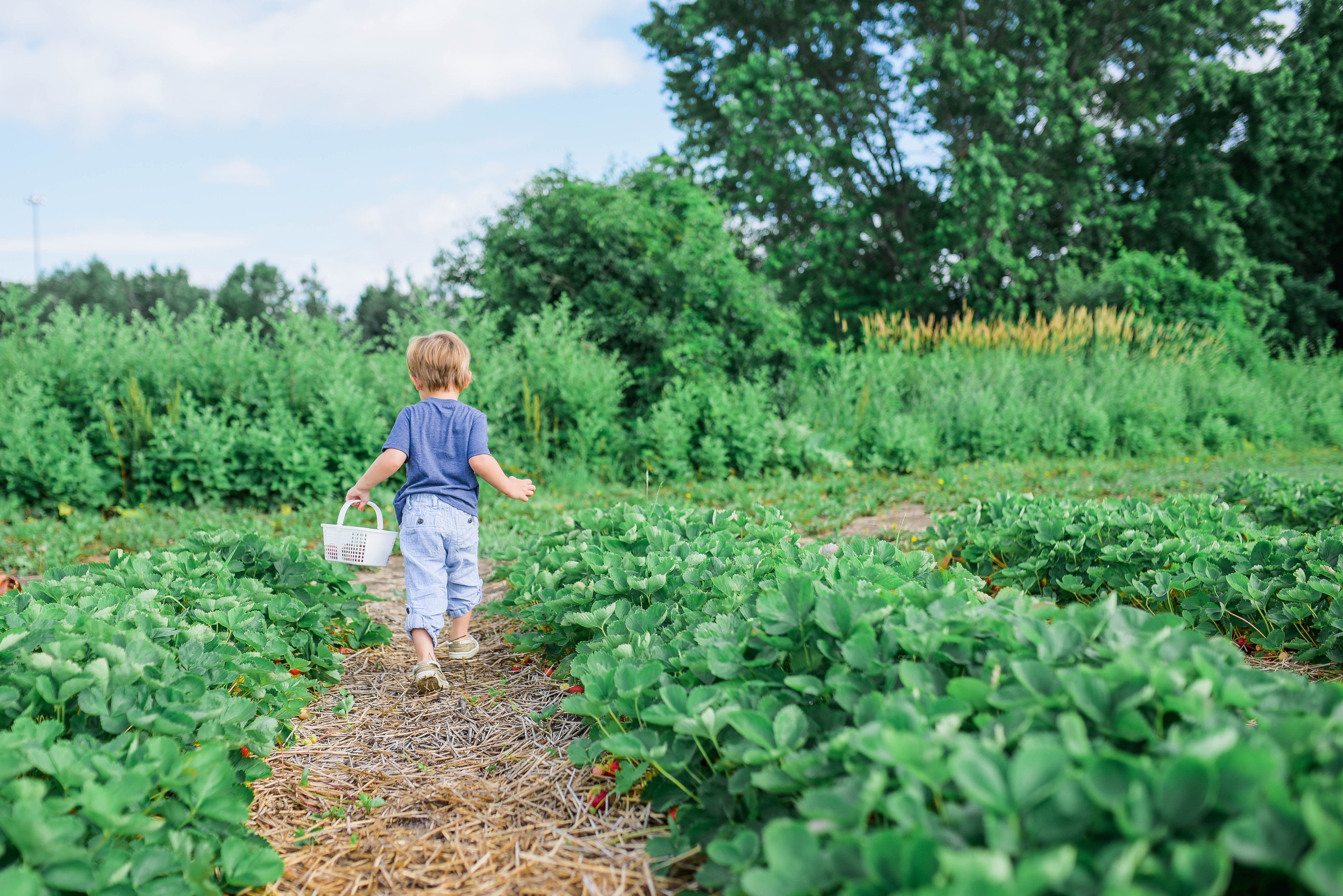 Boy holds up a bushel of carrots in a field. 